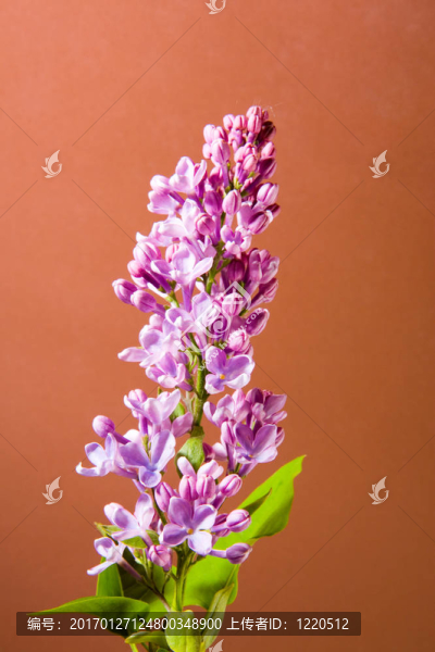 丁香花-匯圖網(wǎng) www.fosd68.com 丁香花