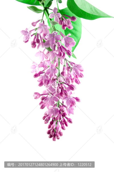 丁香花