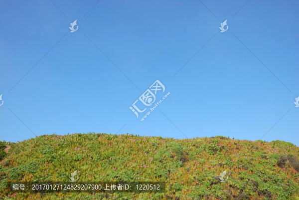 結(jié)晶iceplant或Mesembryanthemum,crystallinum,Field