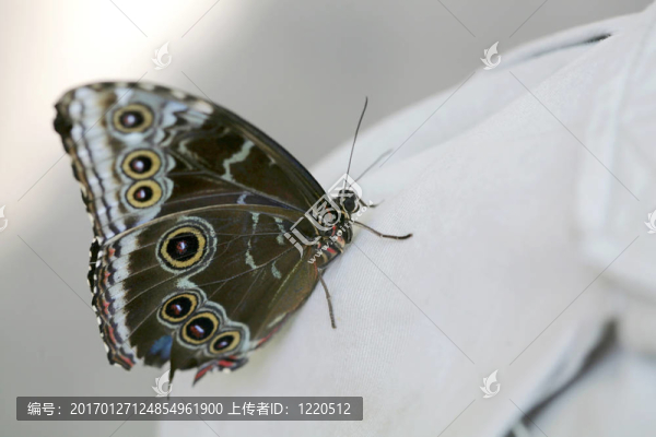 蝴蝶坐