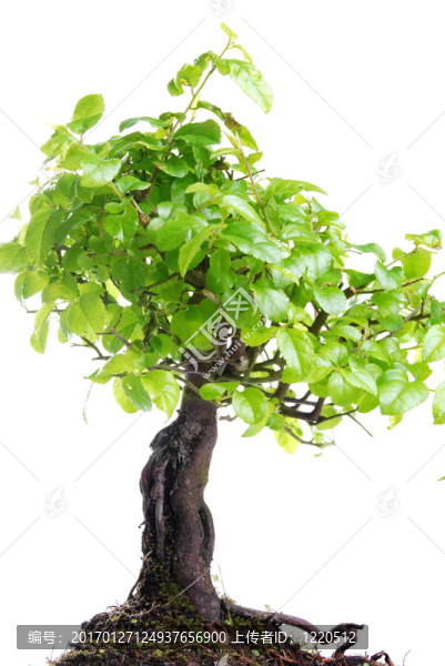 盆景樹-匯圖網(wǎng) www.fosd68.com 盆景樹