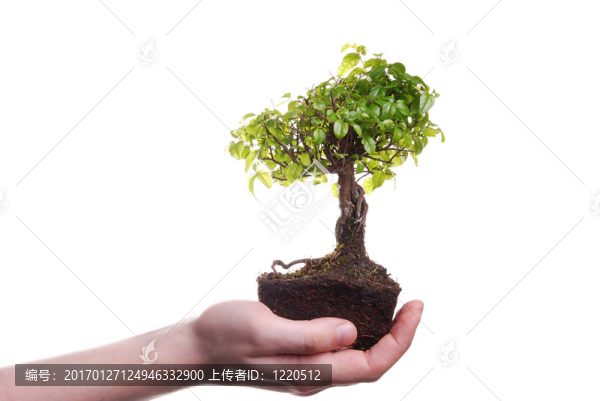 雙手捧著一棵盆景樹(shù)