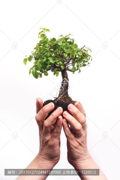 雙手捧著一棵盆景樹