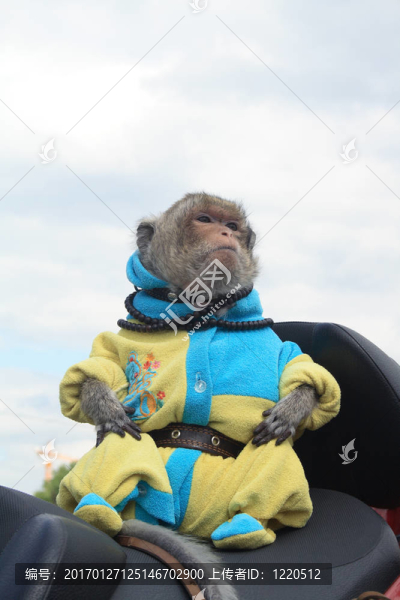 訓練有素的猴子