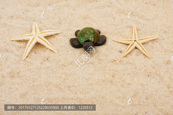 烏龜