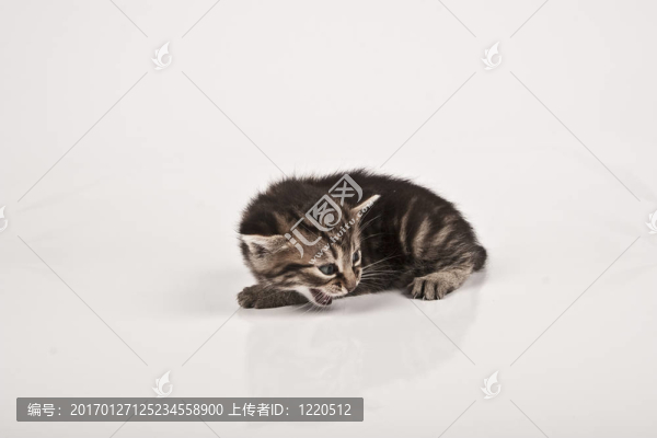 貓