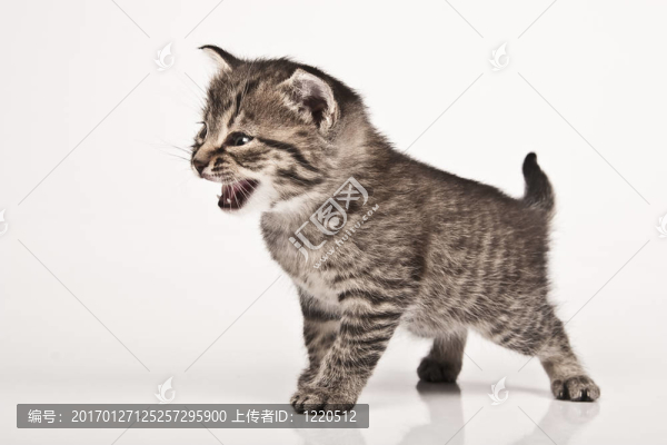 貓