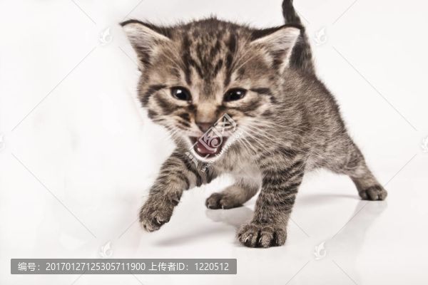 貓
