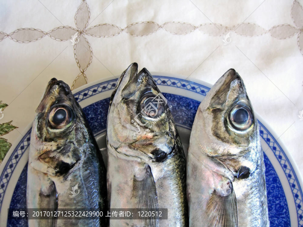 三馬鮫魚