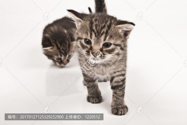 貓