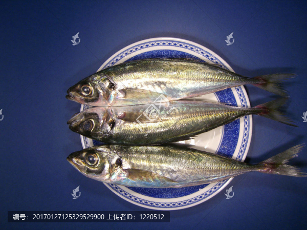 三馬鮫魚
