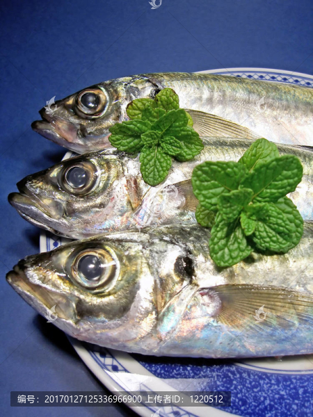 馬鮫魚