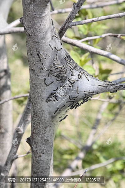東卡特彼勒ca-246帳篷