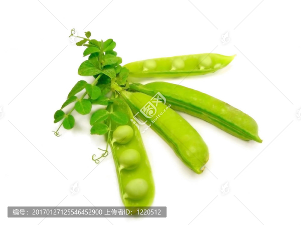 豌豆莢