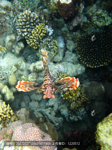 珊瑚礁和紅獅子魚
