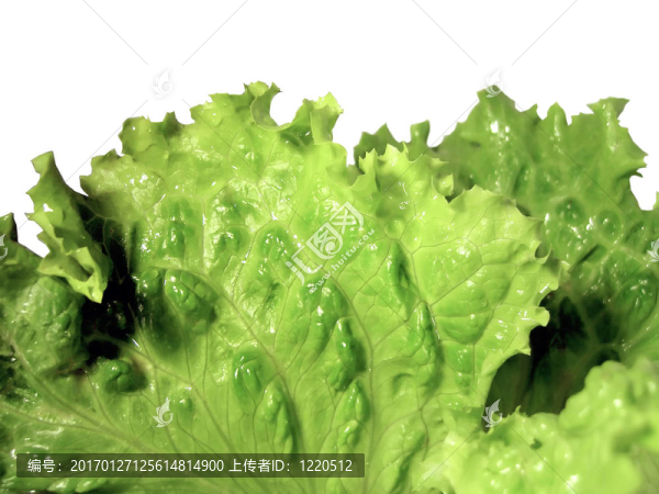 新鮮的生菜