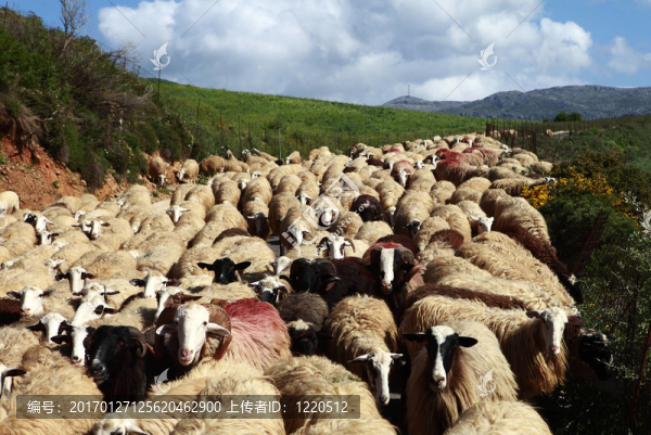 羊的舉動(dòng)-匯圖網(wǎng) www.fosd68.com 羊的舉動(dòng)