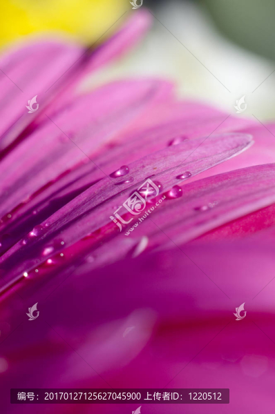 花的細節(jié)