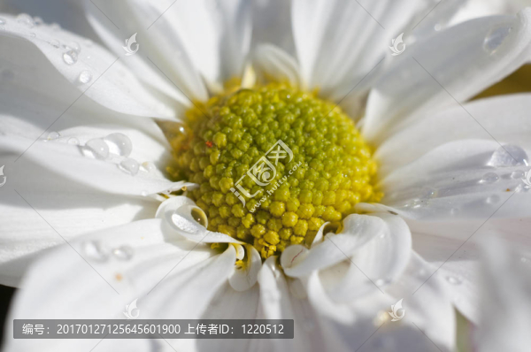 花的細(xì)節(jié)