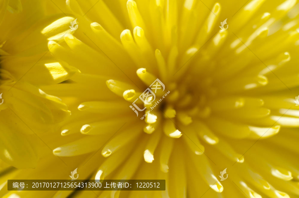 花的細(xì)節(jié)
