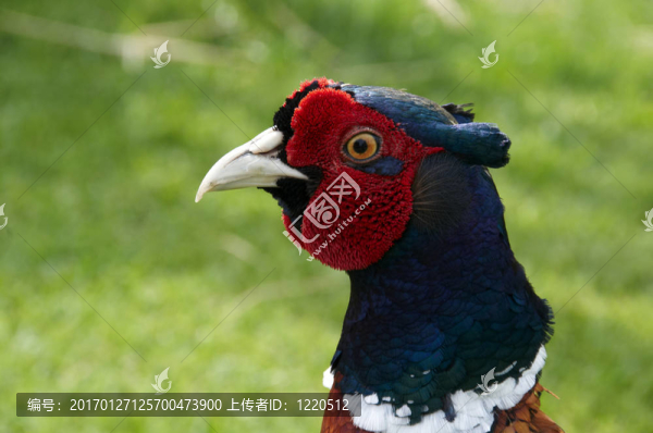 野雞