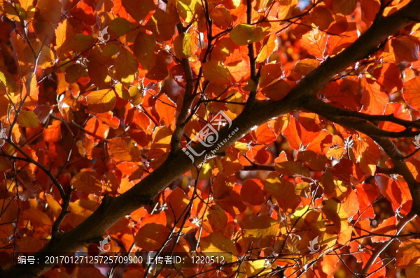 夏季紅葉冠層