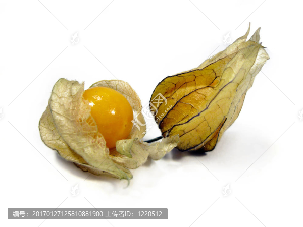 酸漿果實(shí)