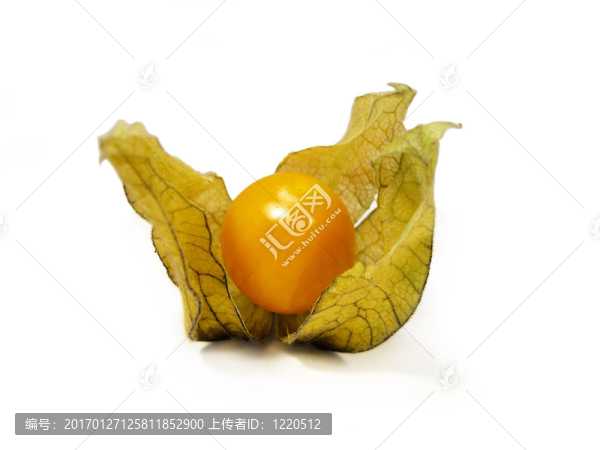 酸漿果