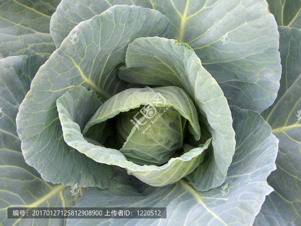 綠色卷心菜