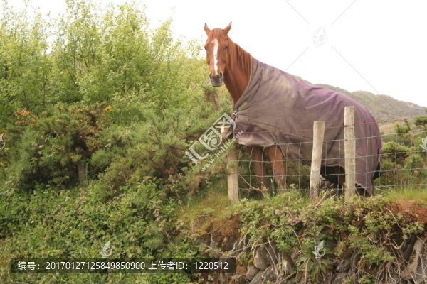 帶外套的馬