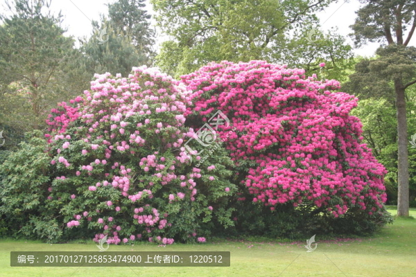 大杜鵑花叢。