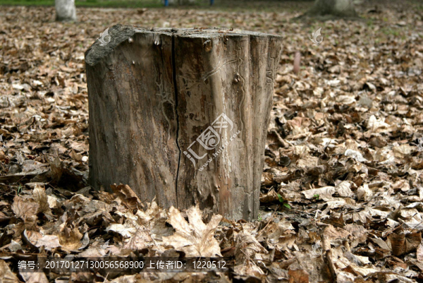 樹(shù)樁-匯圖網(wǎng) www.fosd68.com 樹(shù)樁