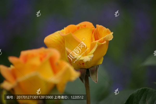 兩黃玫瑰
