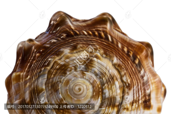 美麗的貝殼-匯圖網(wǎng) www.fosd68.com 美麗的貝殼