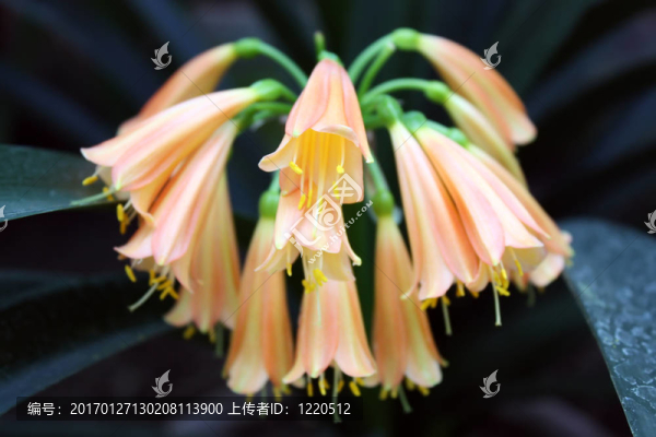 熱帶花卉