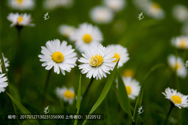 白色的雛菊