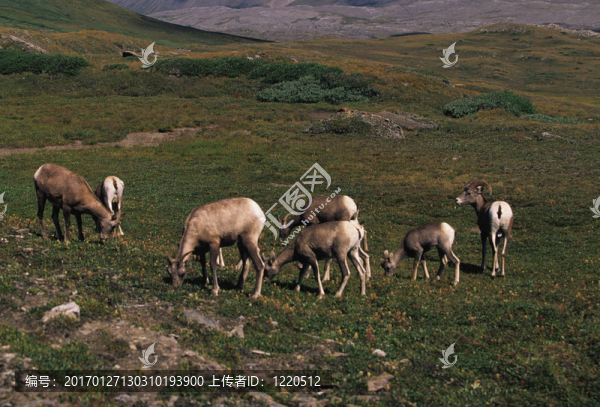 一群野綿羊-匯圖網(wǎng) www.fosd68.com 一群野綿羊