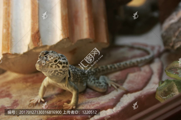 在一個(gè)玻璃容器的小蜥蜴
