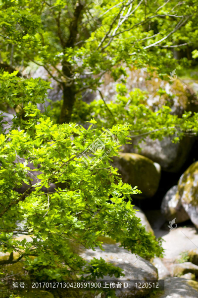 南朝鮮人在森林-匯圖網(wǎng) www.fosd68.com 南朝鮮人在森林
