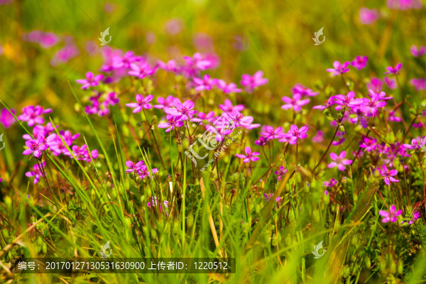 野生花卉
