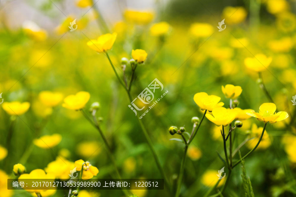 黃色的花毛茛