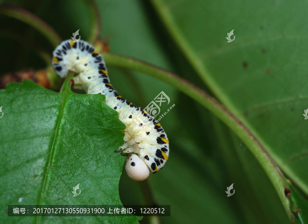 卡特彼勒-匯圖網(wǎng) www.fosd68.com 卡特彼勒