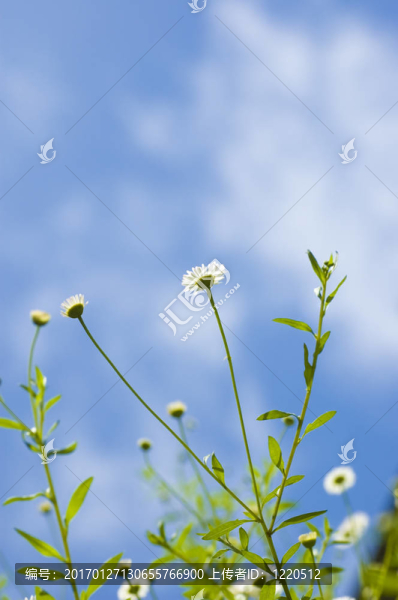 白色的小雛菊