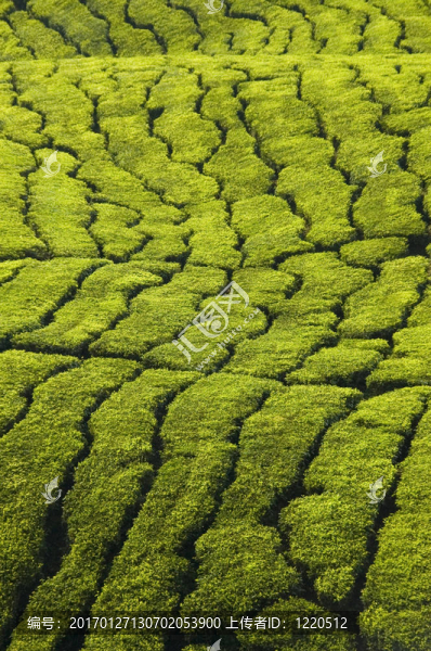 茶園的紋理