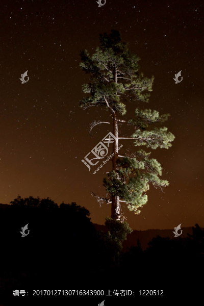 lightpainted樹森林的夜晚