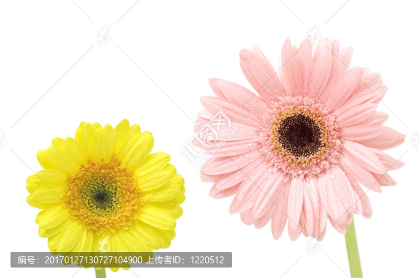 格柏雛菊