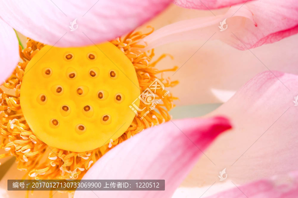 粉紅蓮子莢的特寫