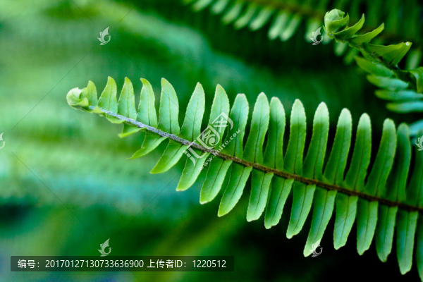 綠色的蕨類植物的葉子
