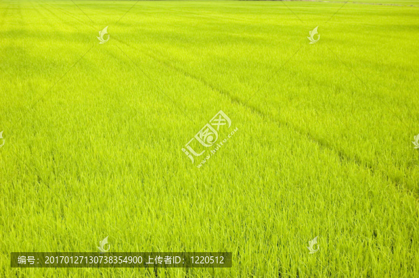 綠色稻田（早期）