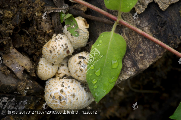 金銀花；蘑菇和木材